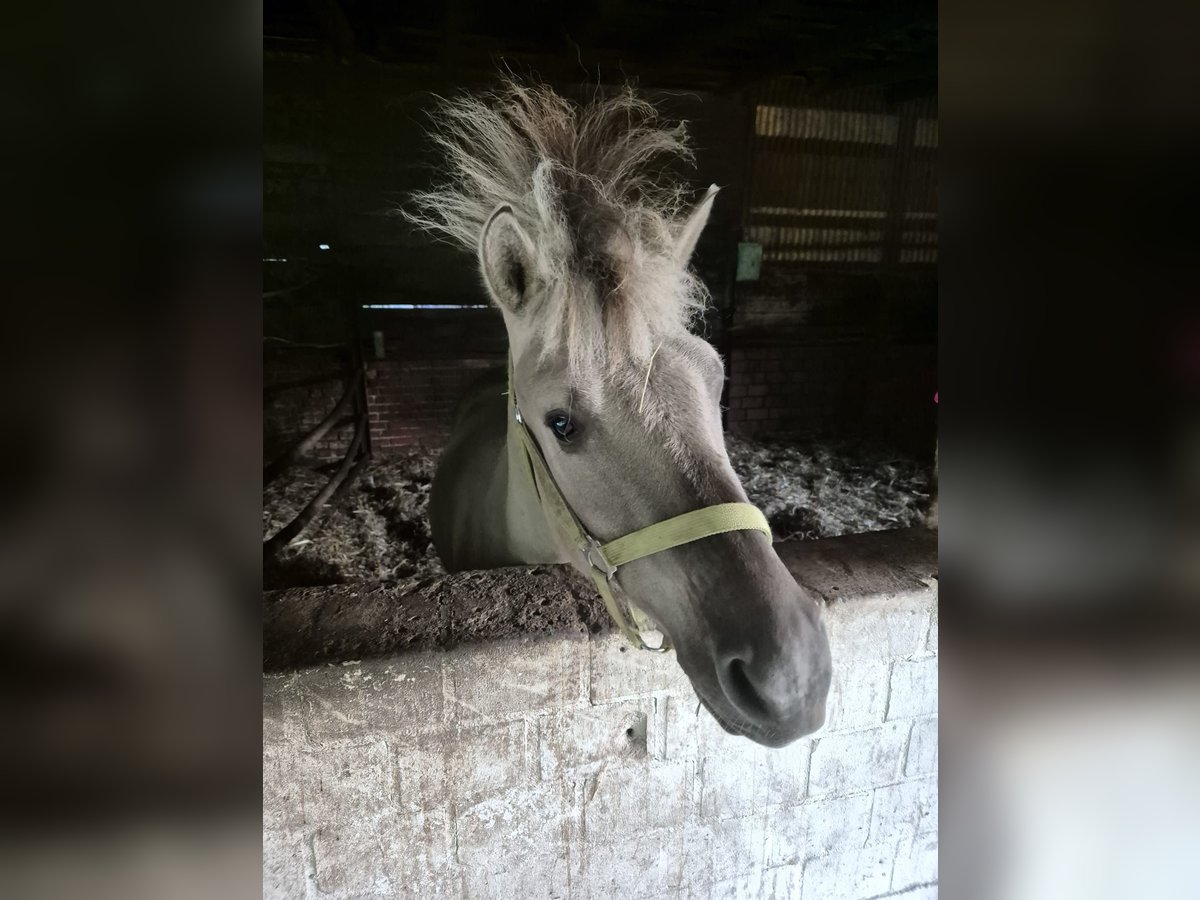 Koń fiordzki Wałach 2 lat 150 cm Bułana in Nienburg (Weser)