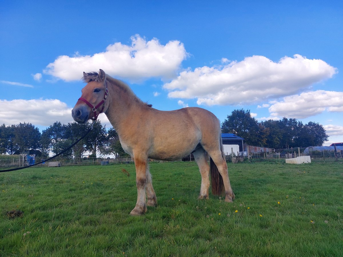 Koń fiordzki Wałach 3 lat 150 cm in Zwolle