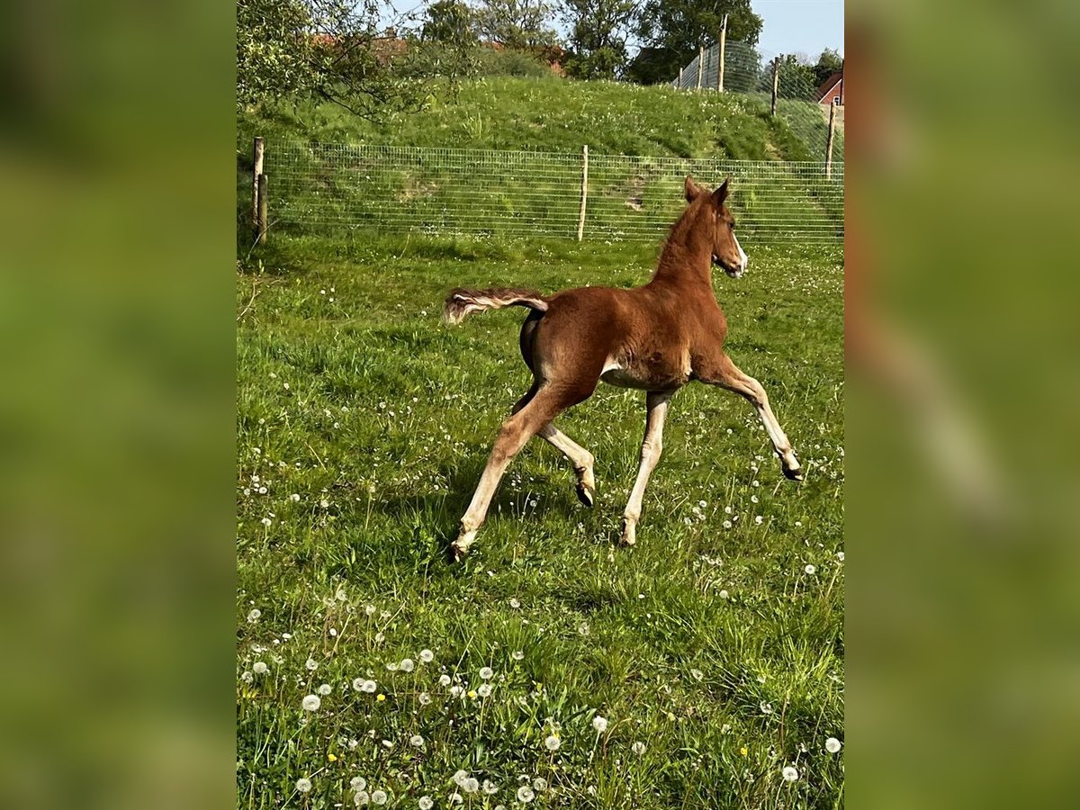 Koń fryderyksborski Klacz Źrebak (01/2024) 165 cm in Horslunde