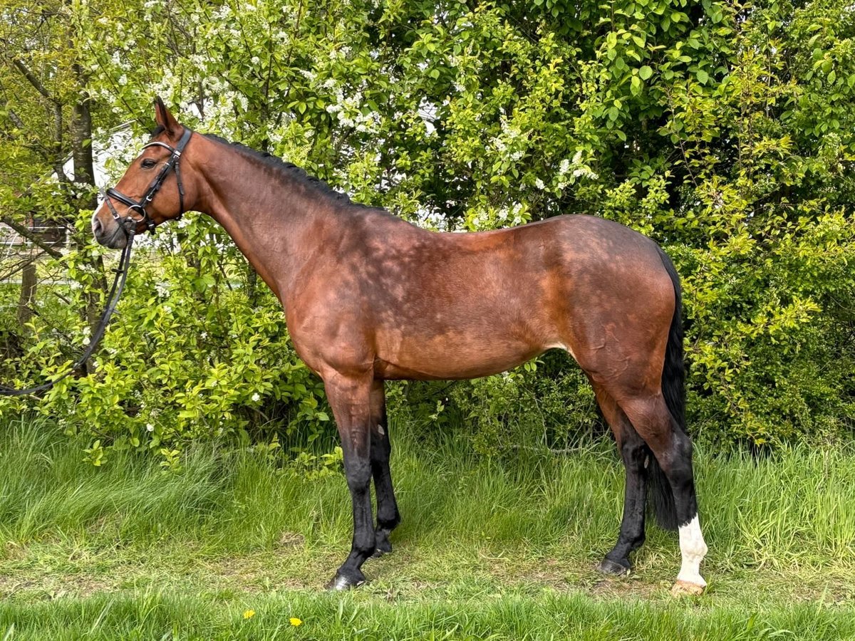 Koń hanowerski Klacz 10 lat 163 cm Gniada in Warpe