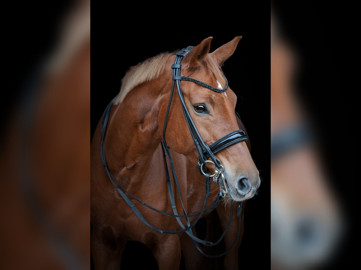 Koń hanowerski Klacz 10 lat 163 cm Kasztanowata in Beselich-Obertiefenbach
