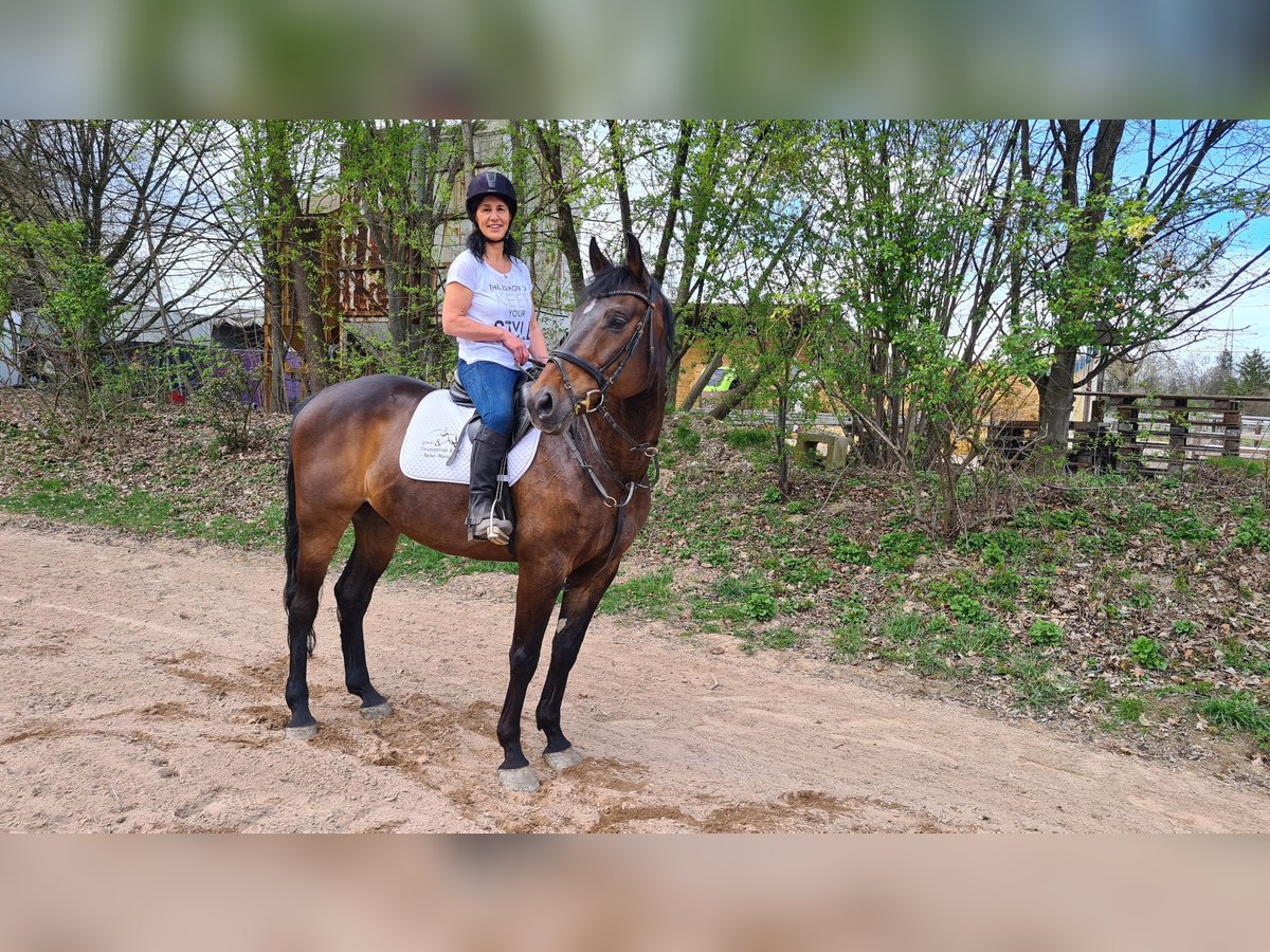 Koń hanowerski Klacz 10 lat 164 cm Ciemnogniada in Neuburg an der Donau