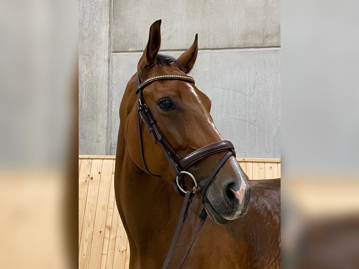 Koń hanowerski Klacz 10 lat 164 cm Gniada in Karwitz
