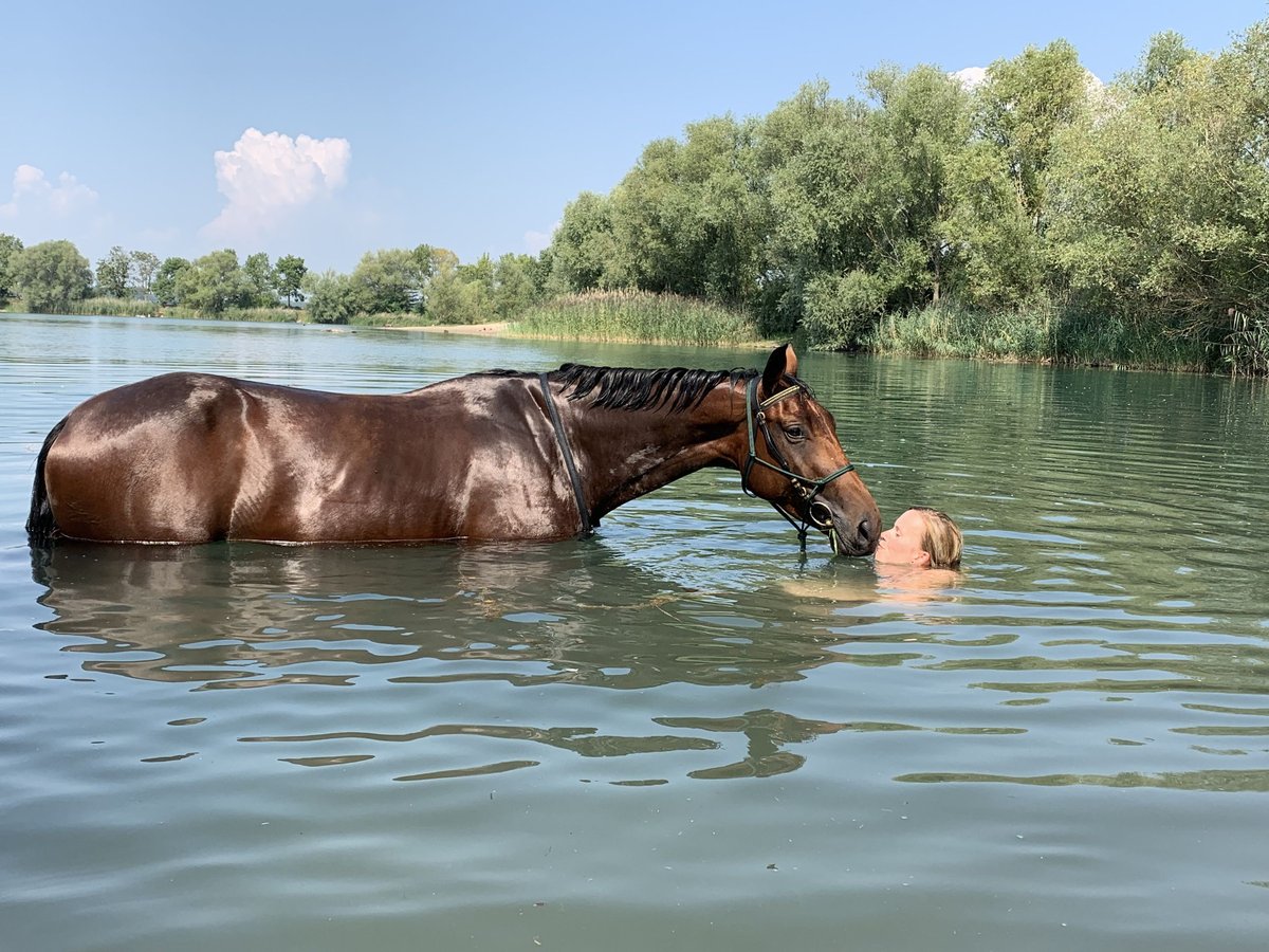 Koń hanowerski Klacz 10 lat 164 cm Gniada in Neckargemünd