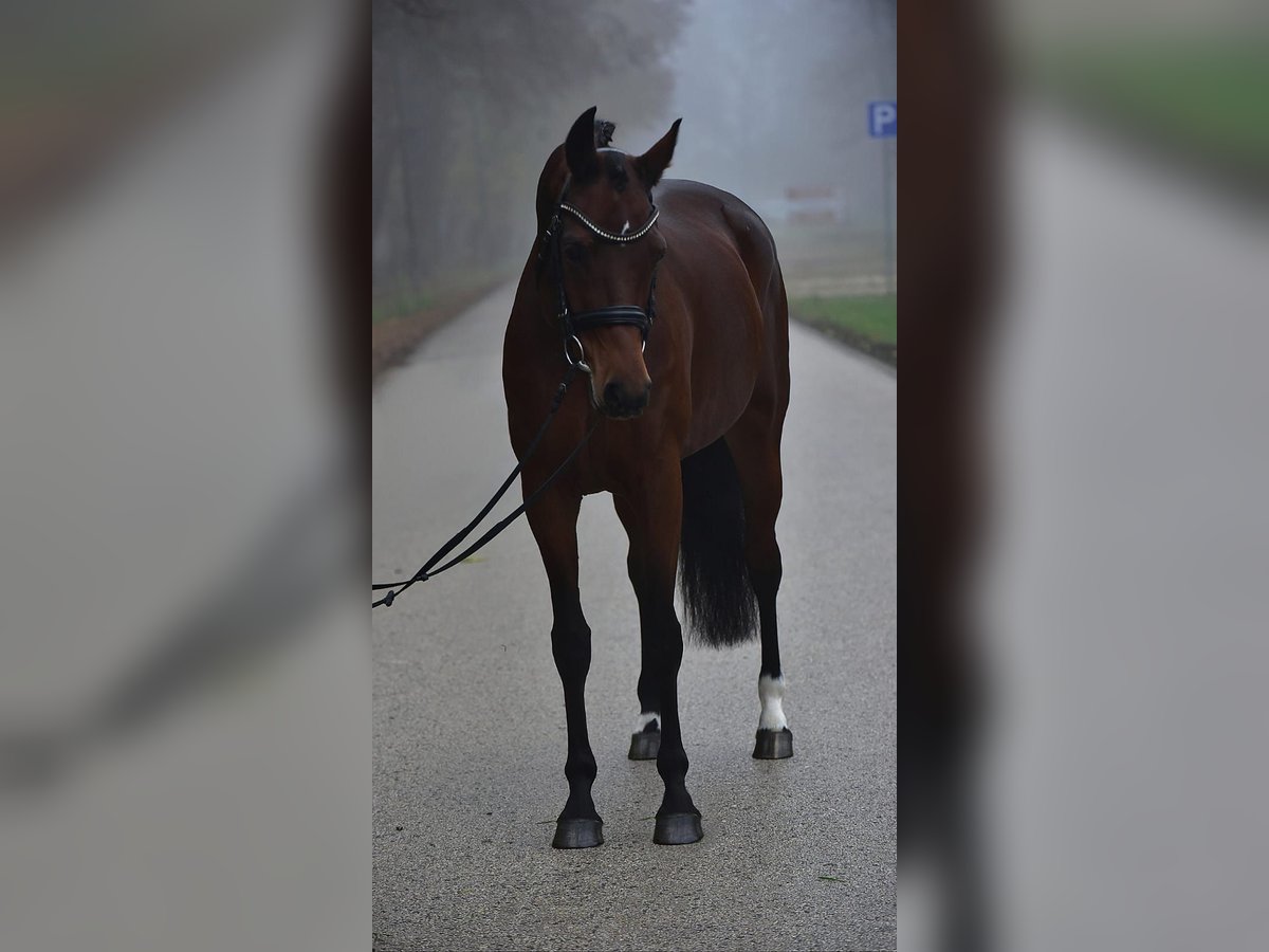 Koń hanowerski Klacz 10 lat 165 cm Ciemnogniada in Grieselstein