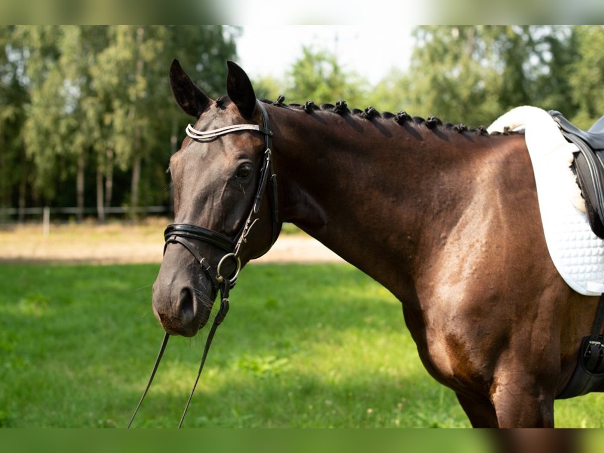 Koń hanowerski Klacz 10 lat 165 cm Kara in Majdan