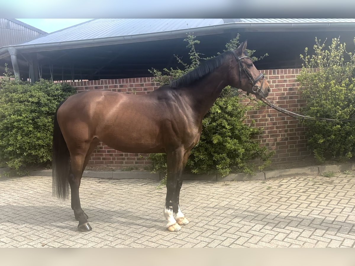 Koń hanowerski Klacz 10 lat 168 cm Ciemnogniada in Nettetal
