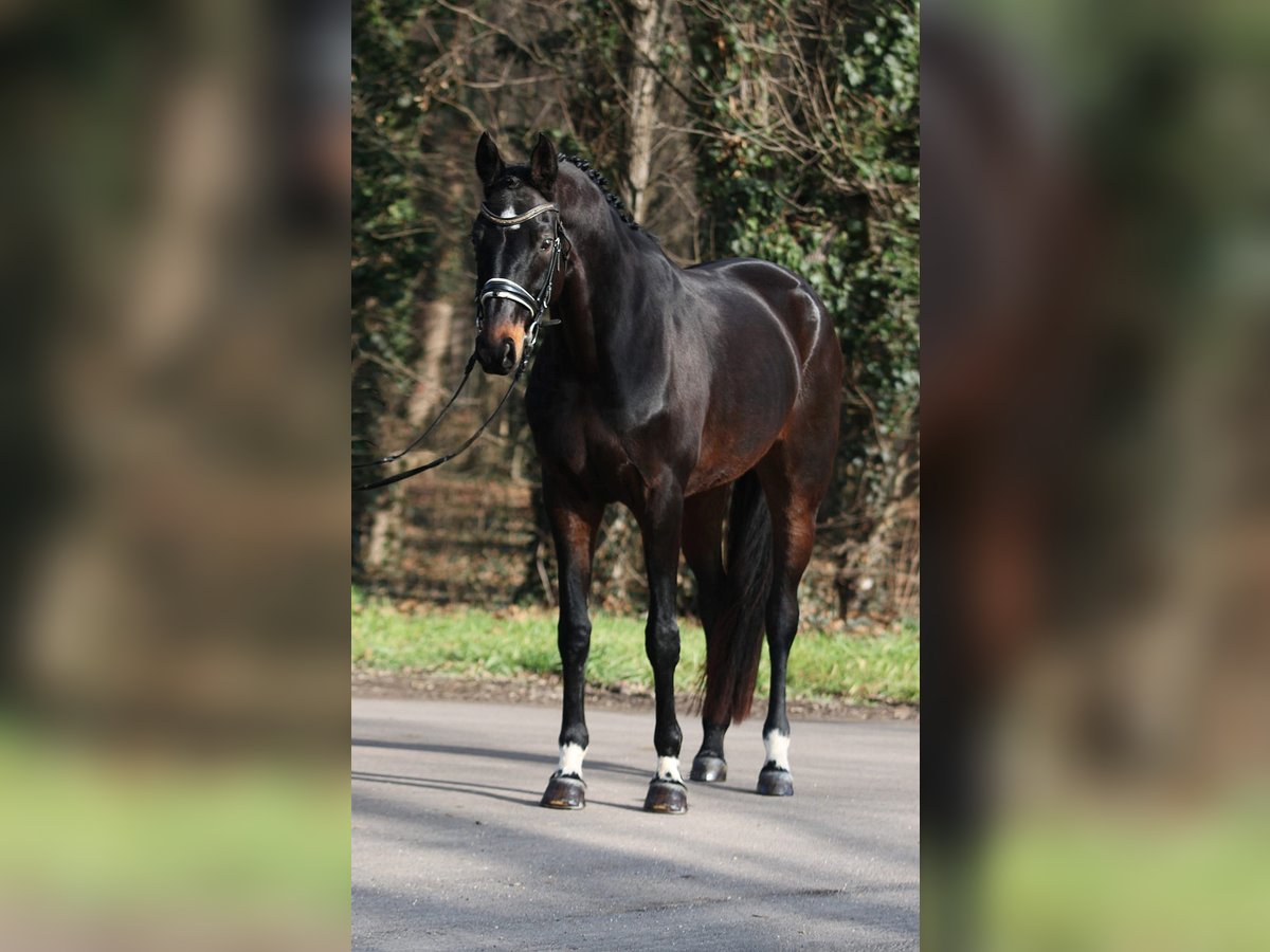 Koń hanowerski Klacz 10 lat 169 cm Gniada in Békésszentandrás