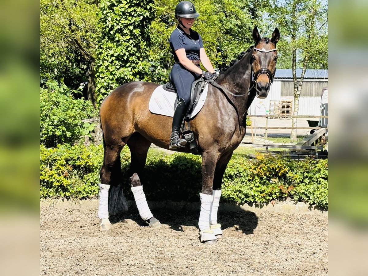 Koń hanowerski Klacz 10 lat 170 cm Ciemnogniada in HassendorfSottrum