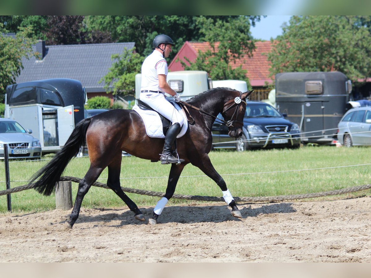 Koń hanowerski Klacz 10 lat 170 cm Ciemnogniada in Haltern am See