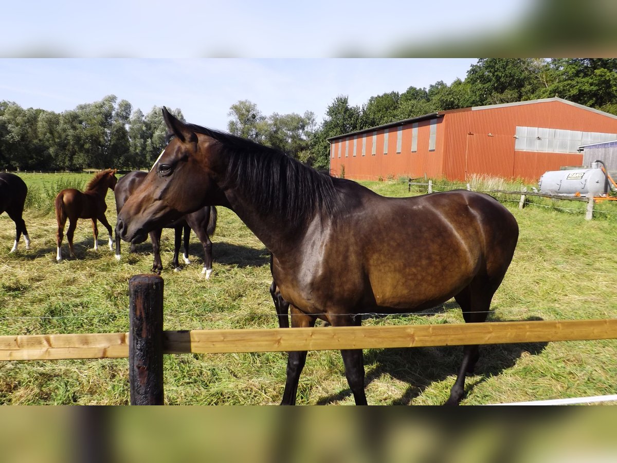 Koń hanowerski Klacz 10 lat 170 cm Gniada in Hespe Levesen