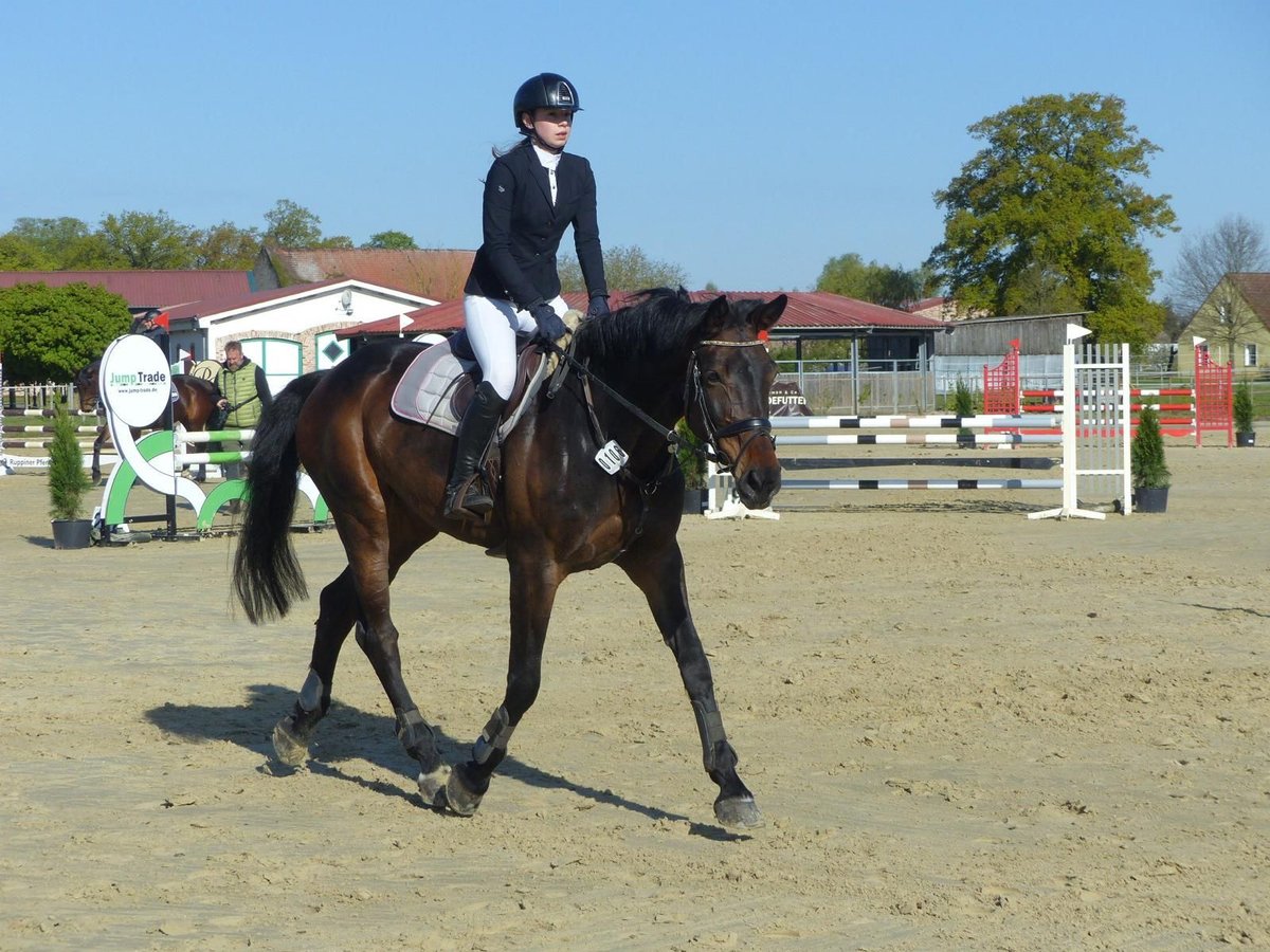 Koń hanowerski Klacz 10 lat 173 cm Ciemnogniada in Willich