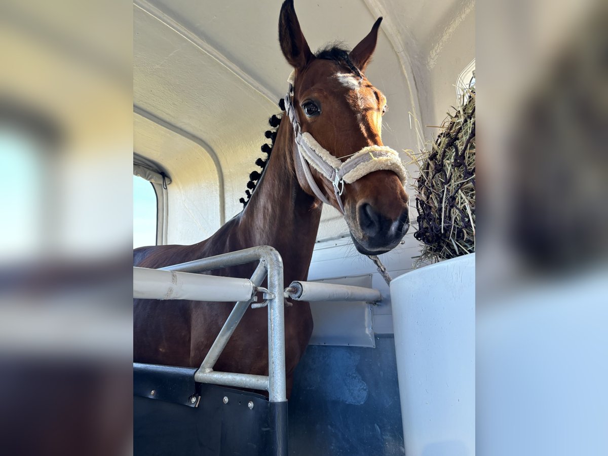 Koń hanowerski Klacz 11 lat 156 cm Gniada in Merzig-Ballern