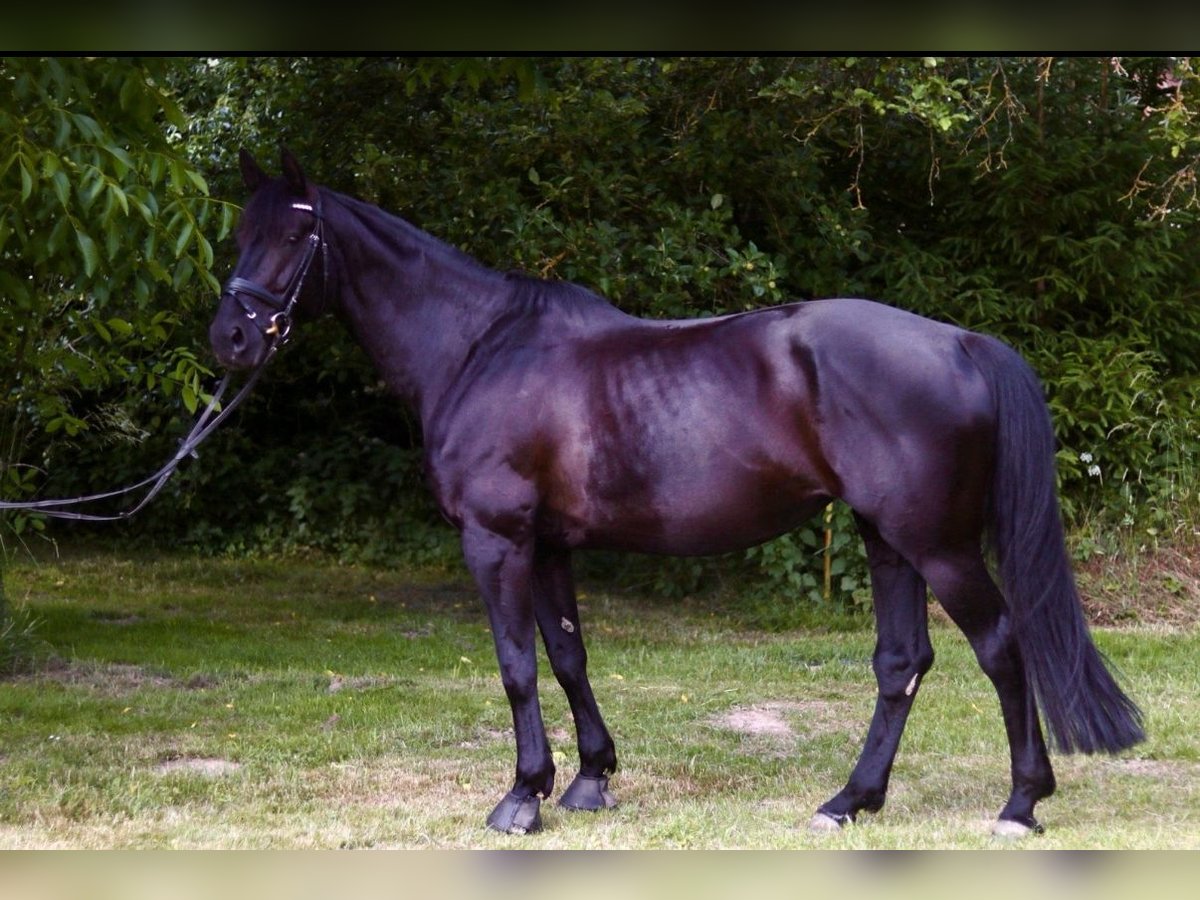 Koń hanowerski Klacz 11 lat 168 cm Kara in Bad Gandersheim