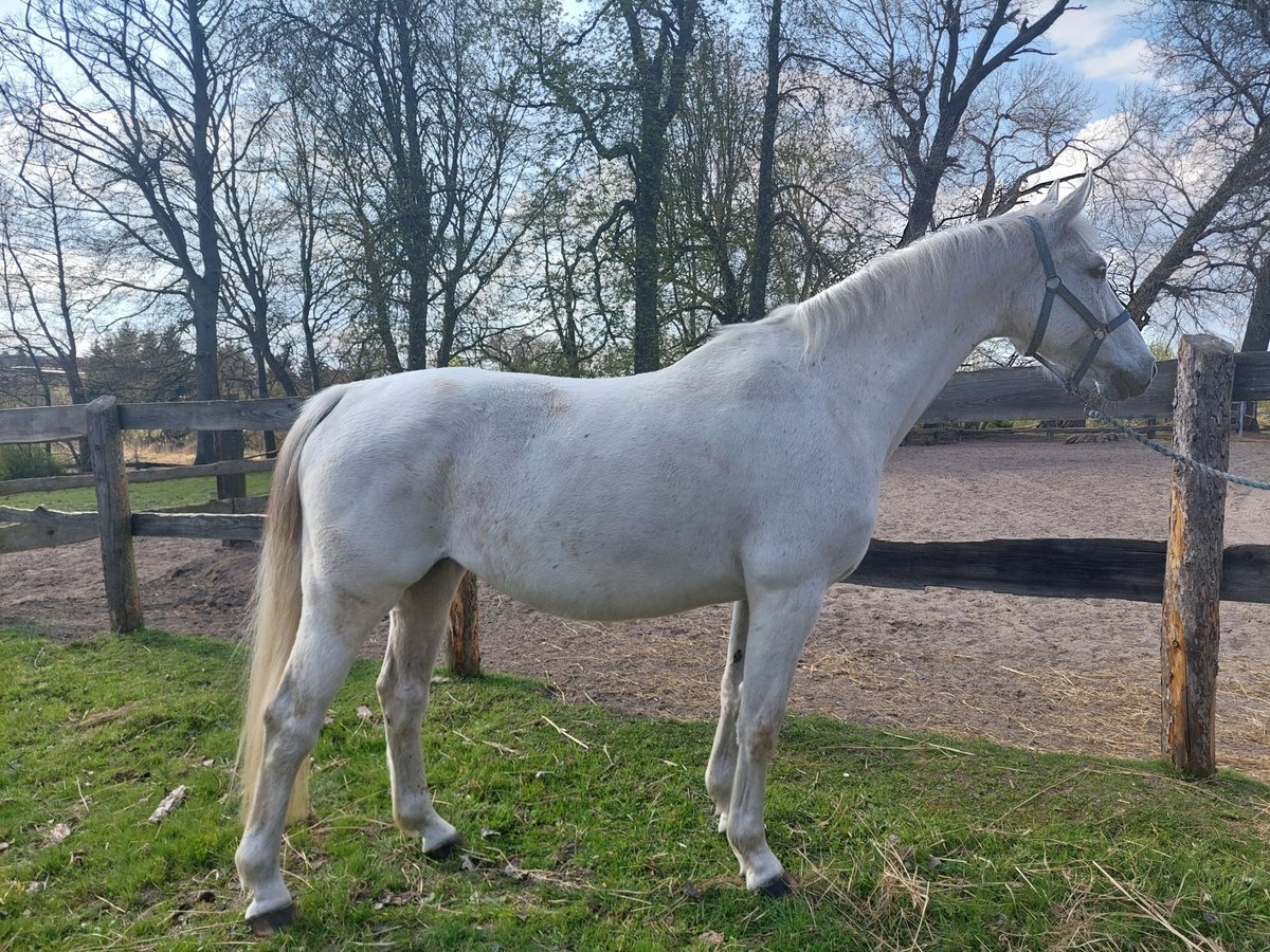 Koń hanowerski Klacz 12 lat 160 cm Siwa in Pęzino