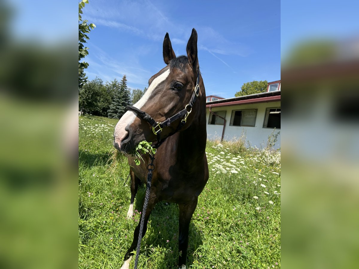 Koń hanowerski Klacz 12 lat 165 cm Ciemnogniada in Friedrichshafen