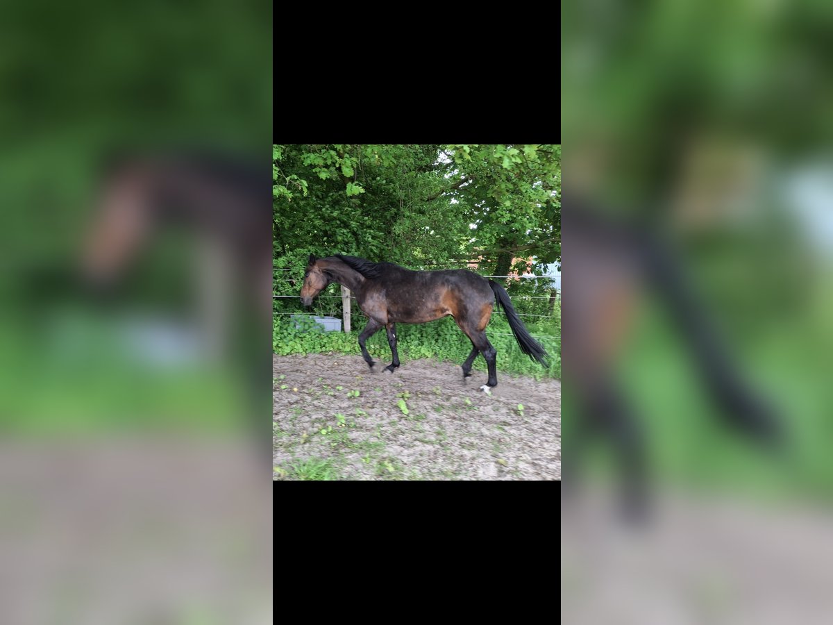 Koń hanowerski Klacz 12 lat 168 cm Ciemnogniada in Wadersloh