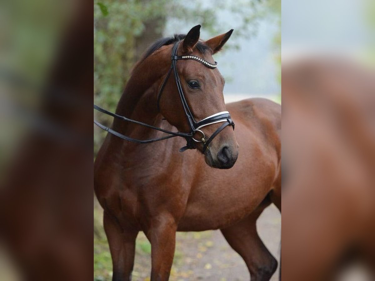 Koń hanowerski Klacz 12 lat 169 cm Gniada in Weilrod