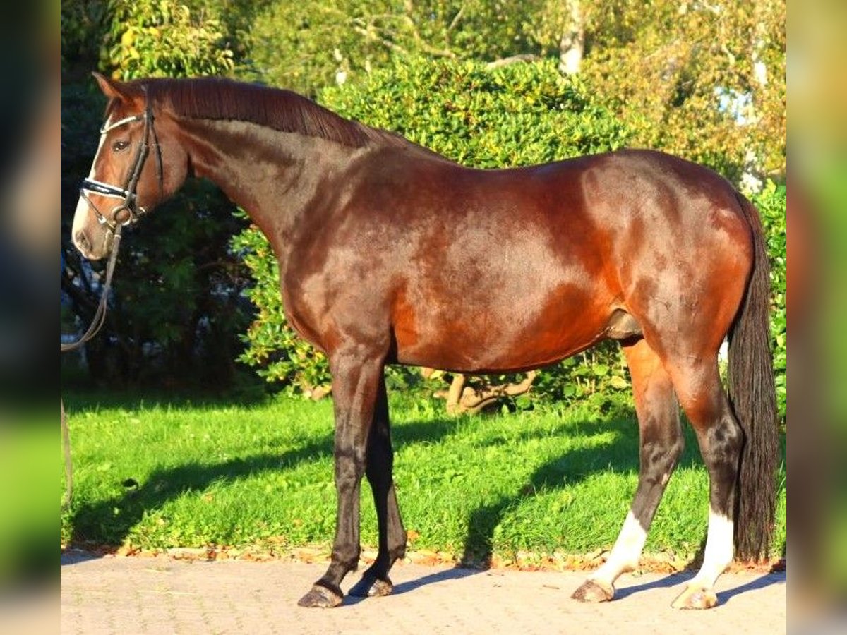 Koń hanowerski Klacz 12 lat 170 cm Gniada in Selsingen