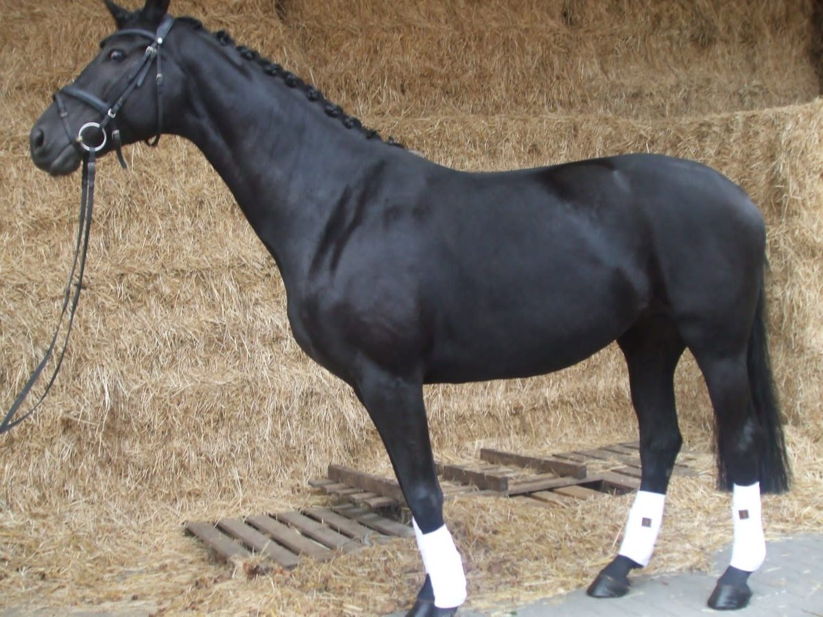 Koń hanowerski Klacz 12 lat 171 cm Ciemnogniada in Lüdinghausen