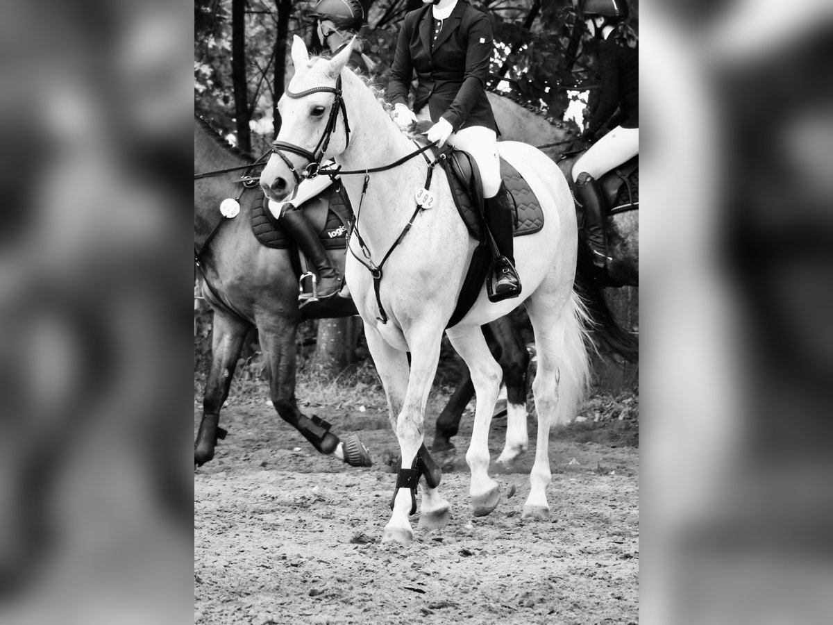 Koń hanowerski Klacz 12 lat 172 cm Siwa in Soltau