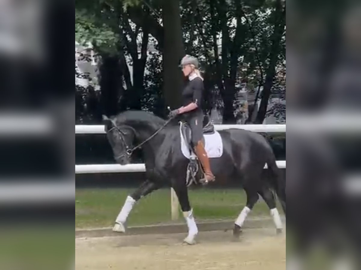 Koń hanowerski Klacz 12 lat 174 cm Kara in Hamm