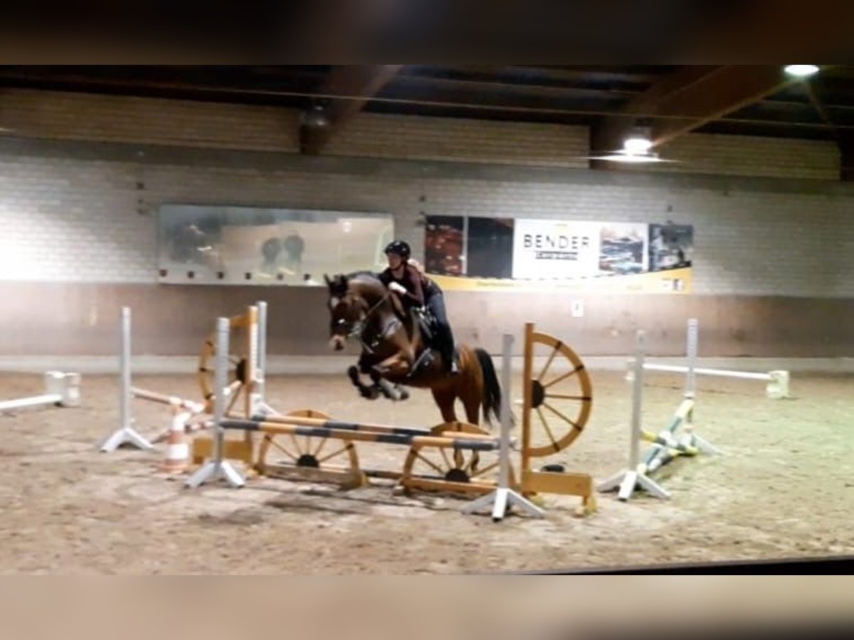 Koń hanowerski Klacz 13 lat 165 cm Gniada in Grevenbroich