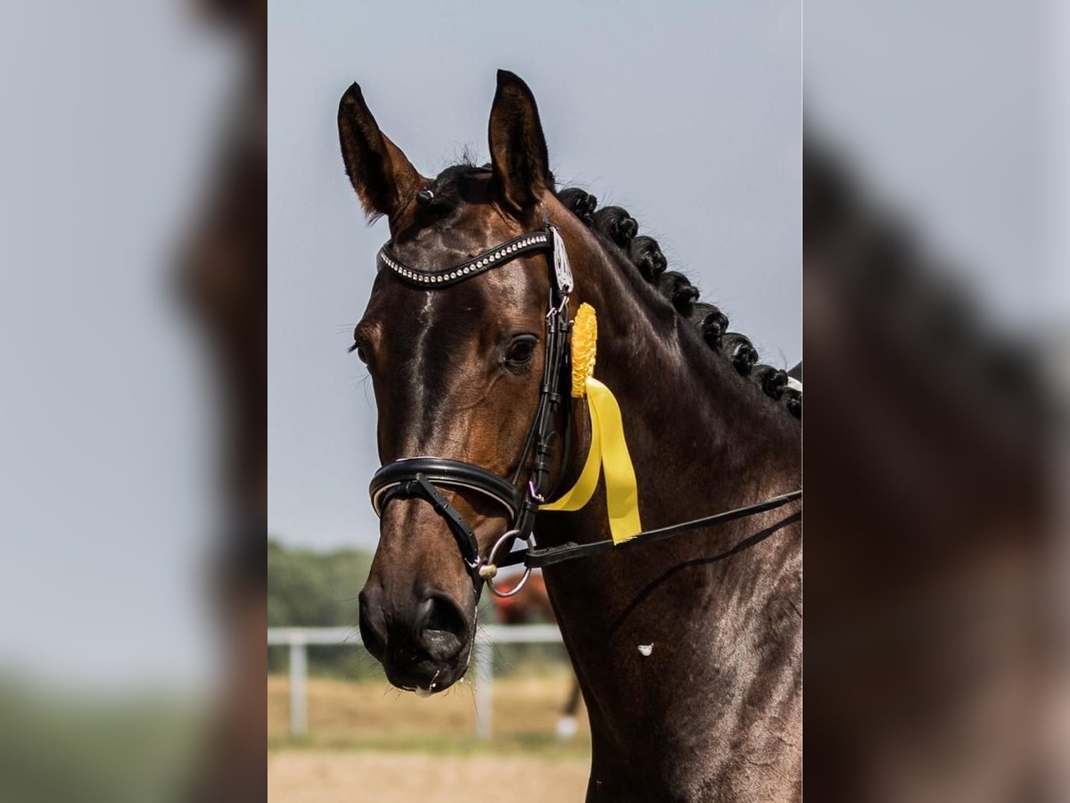 Koń hanowerski Klacz 13 lat 167 cm Ciemnogniada in Willich
