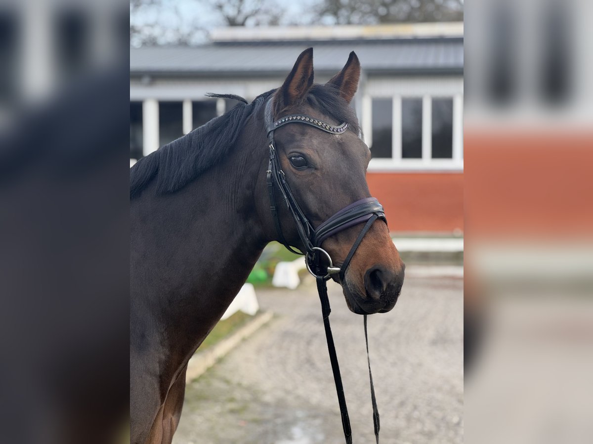 Koń hanowerski Klacz 13 lat 168 cm Ciemnogniada in Dorsten