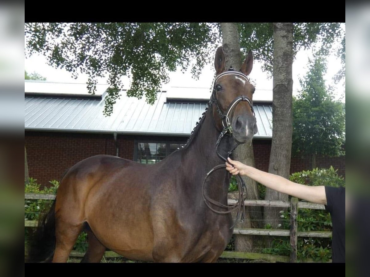 Koń hanowerski Klacz 13 lat 169 cm Ciemnogniada in Br&#xF6;ckel