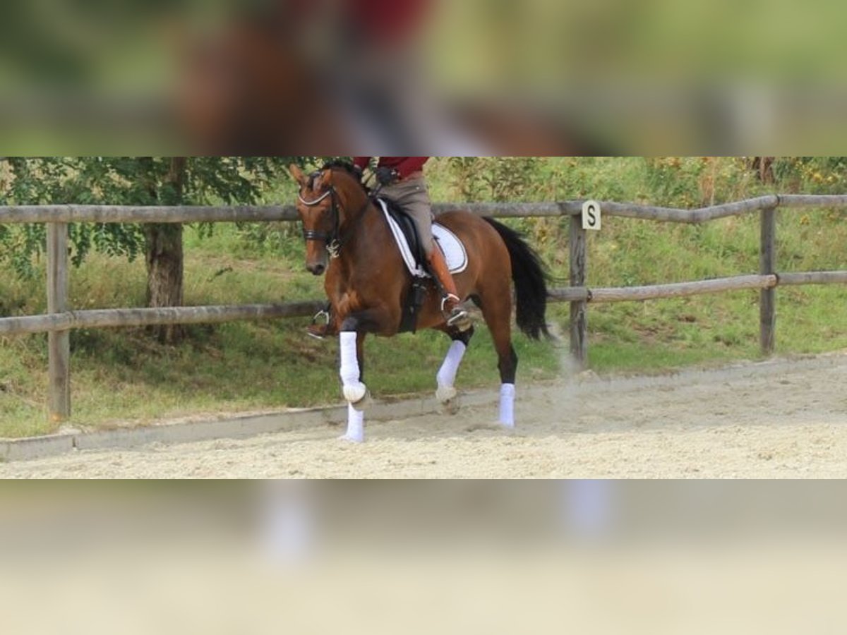 Koń hanowerski Klacz 14 lat 162 cm Gniada in H&#xF6;chst