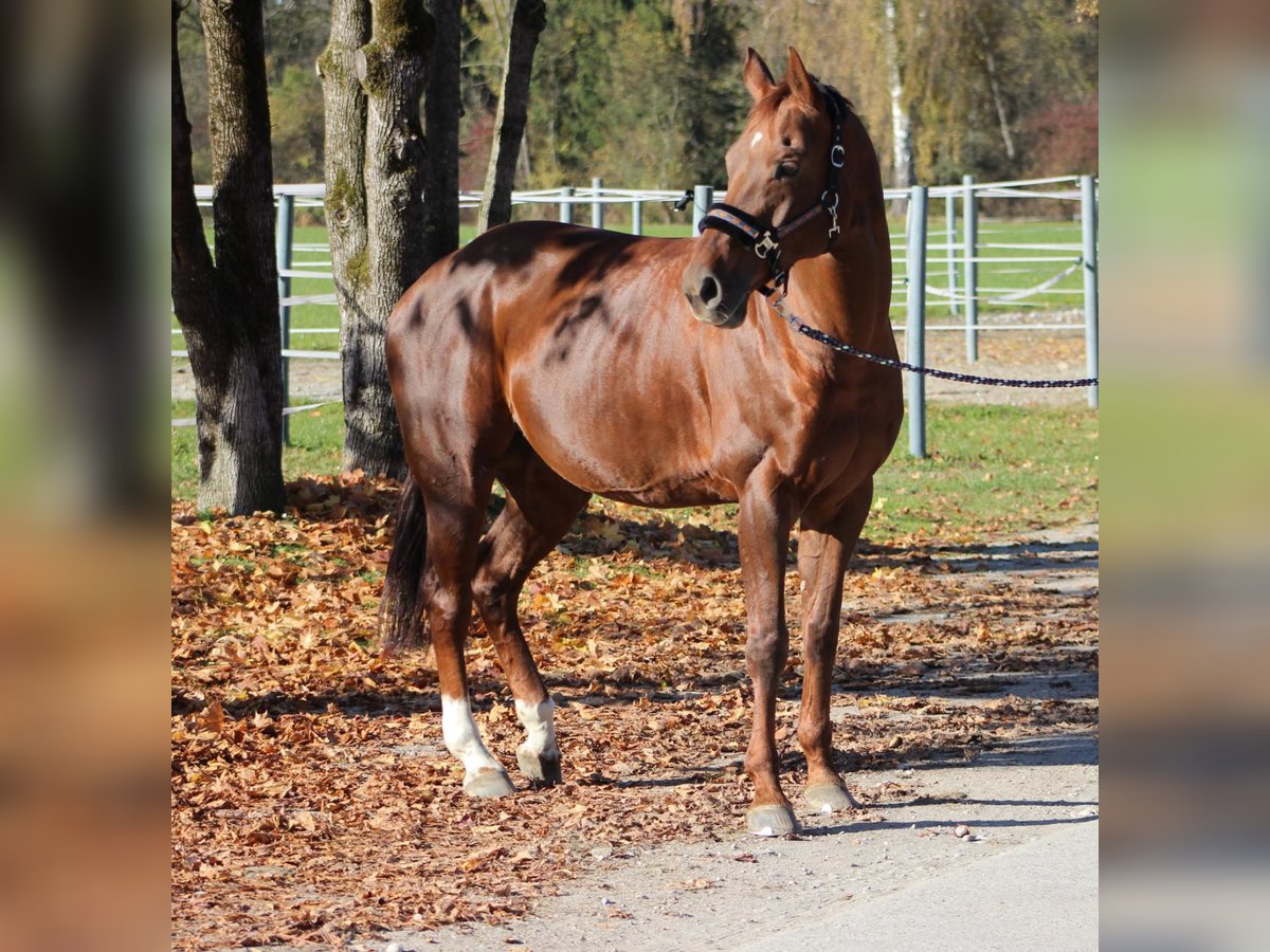 Koń hanowerski Klacz 14 lat 163 cm Kasztanowata in Trostberg