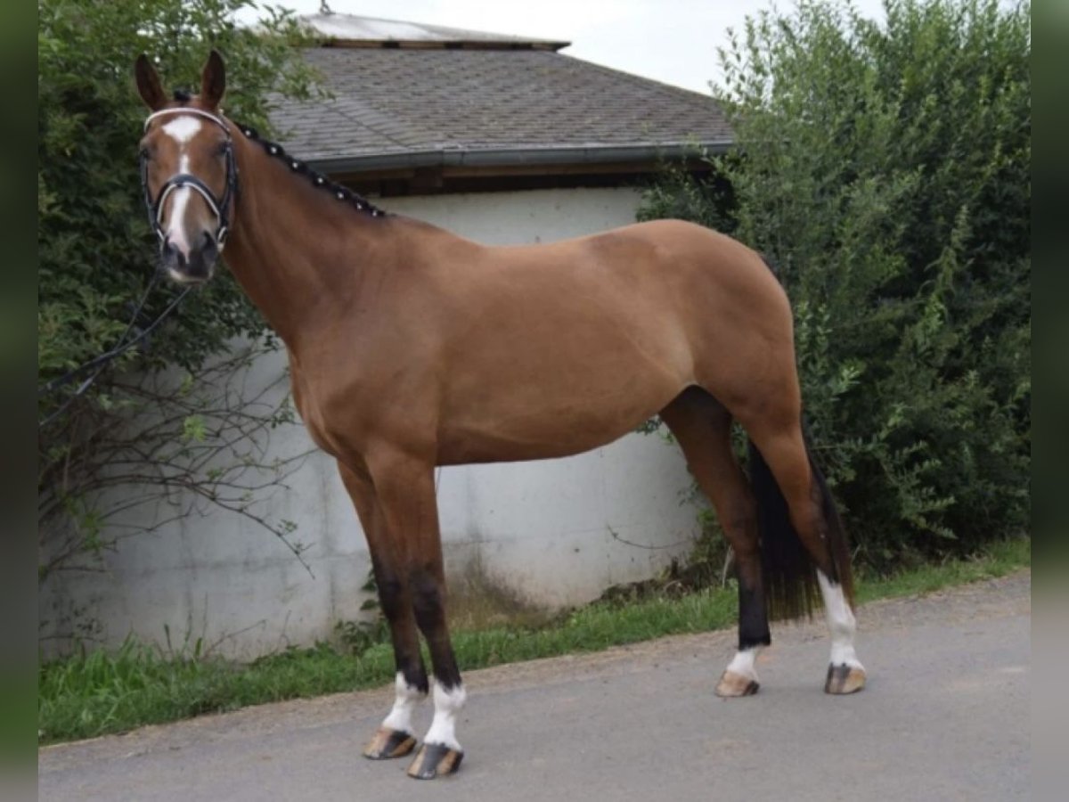 Koń hanowerski Klacz 14 lat 166 cm Jasnogniada in Langenselbold