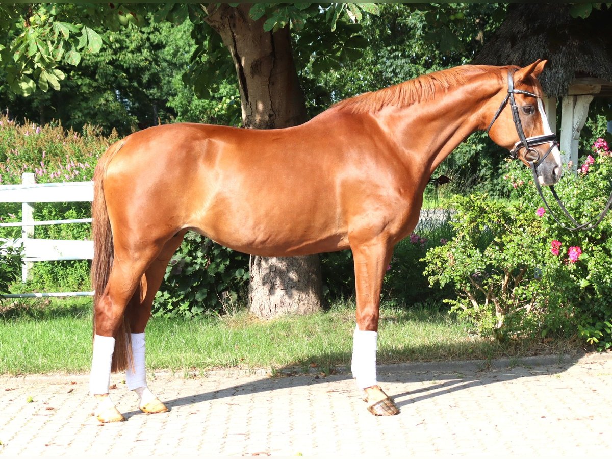 Koń hanowerski Klacz 14 lat 166 cm Kasztanowata in Selsingen