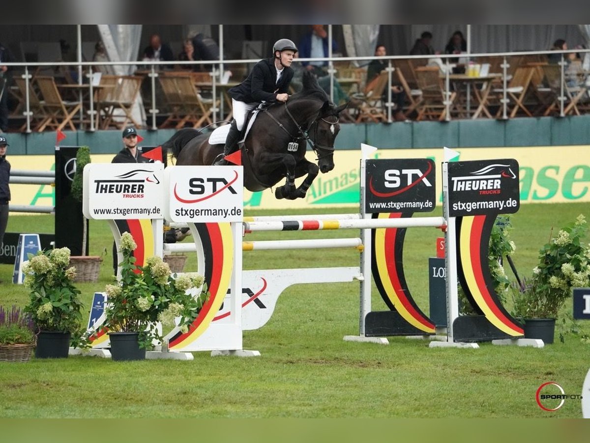 Koń hanowerski Klacz 14 lat 168 cm Gniada in Wagenfeld