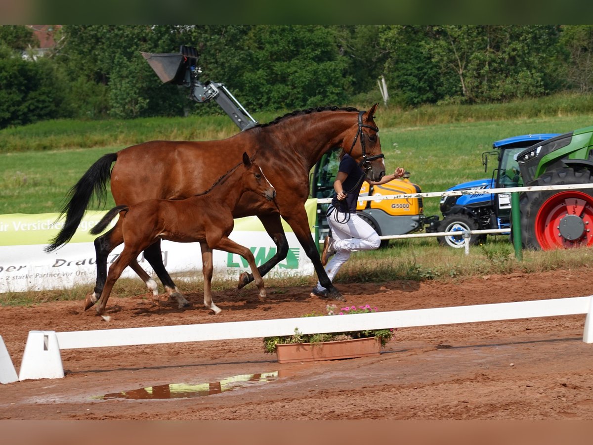 Koń hanowerski Klacz 14 lat 170 cm Gniada in Saarbrücken