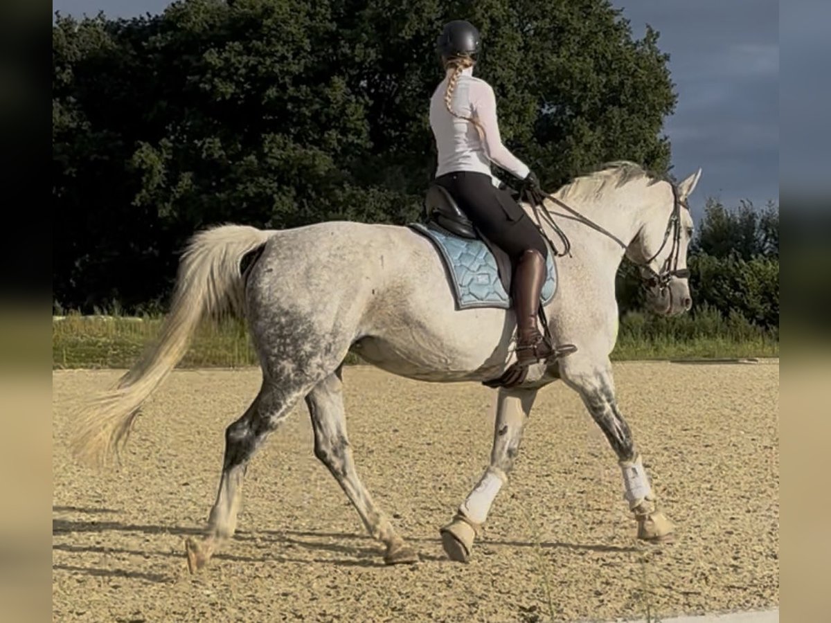 Koń hanowerski Klacz 14 lat 175 cm Siwa jabłkowita in Grossensee