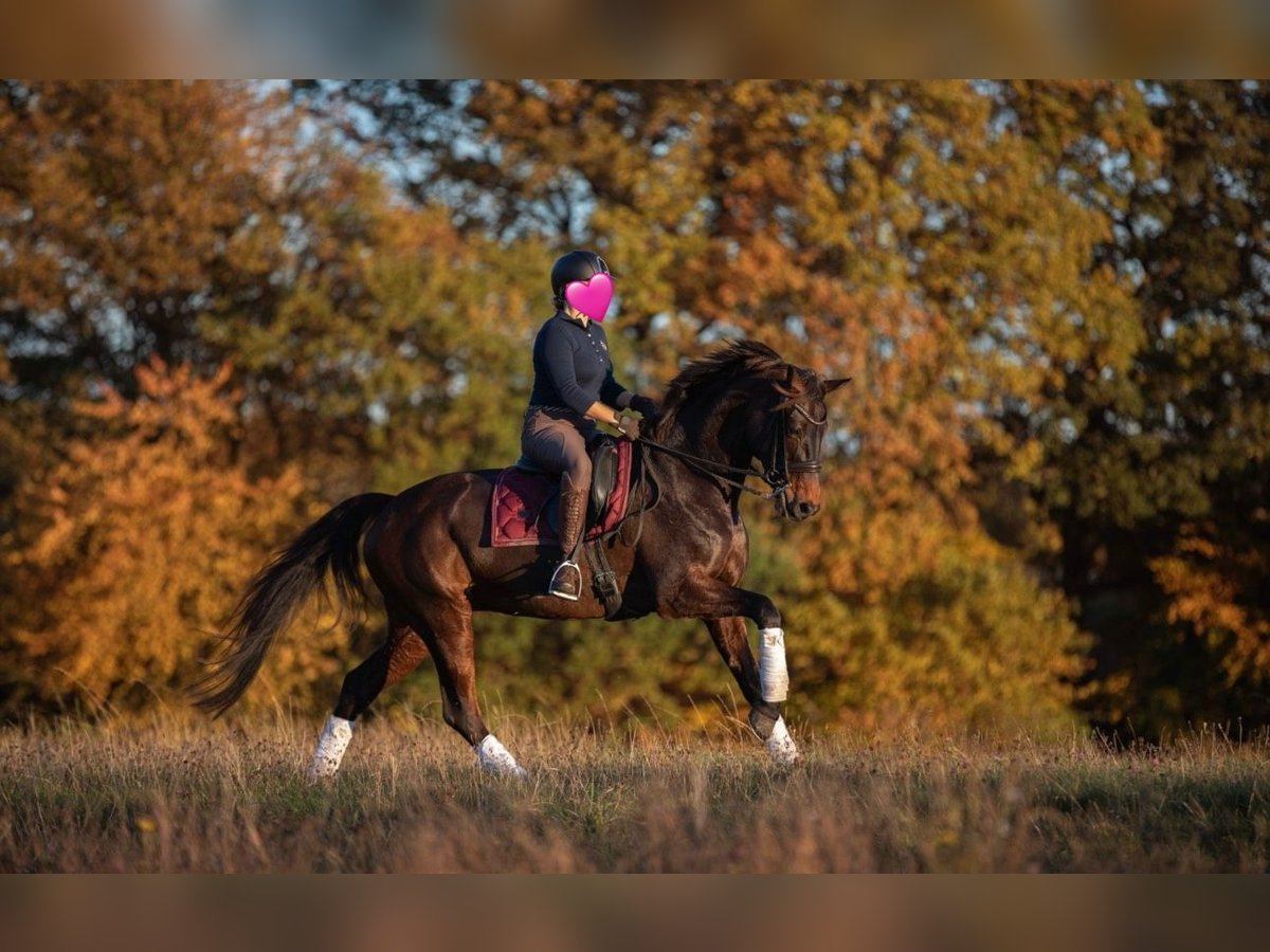 Koń hanowerski Klacz 14 lat 177 cm Ciemnogniada in D&#xFC;sseldorf