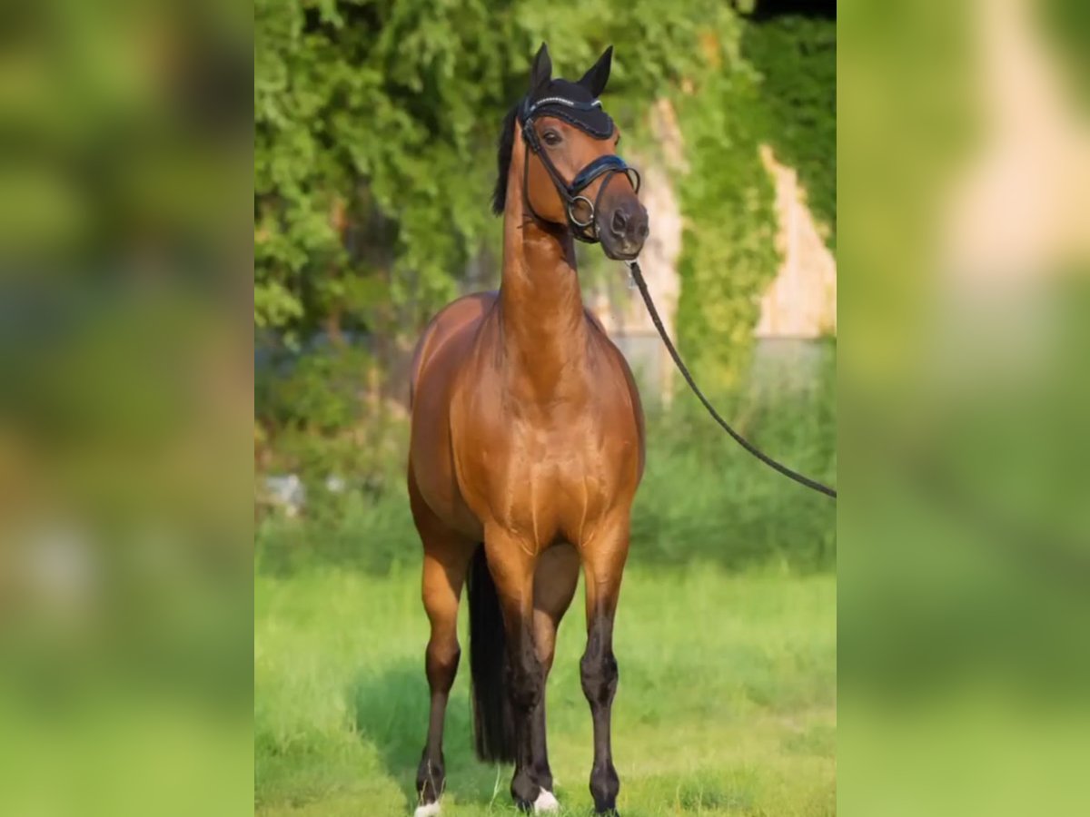 Koń hanowerski Klacz 14 lat Gniada in Fußach