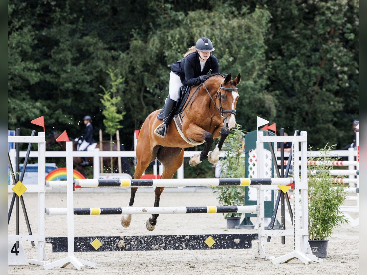 Koń hanowerski Klacz 15 lat 165 cm Gniada in Löningen