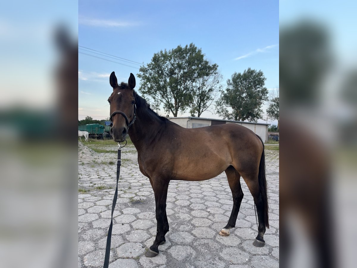 Koń hanowerski Klacz 16 lat 160 cm Ciemnogniada in Kolbrzeg