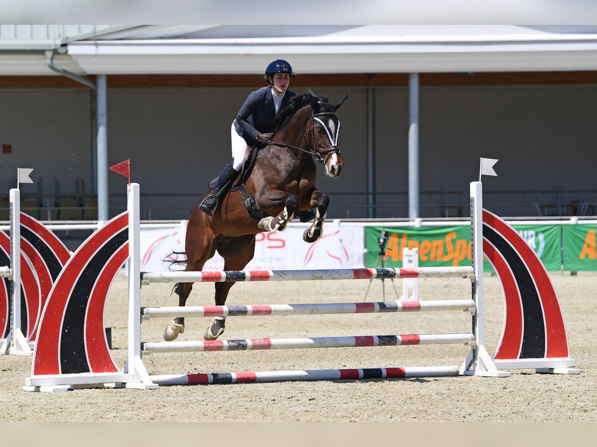 Koń hanowerski Klacz 16 lat 165 cm Ciemnogniada in Mistelbach