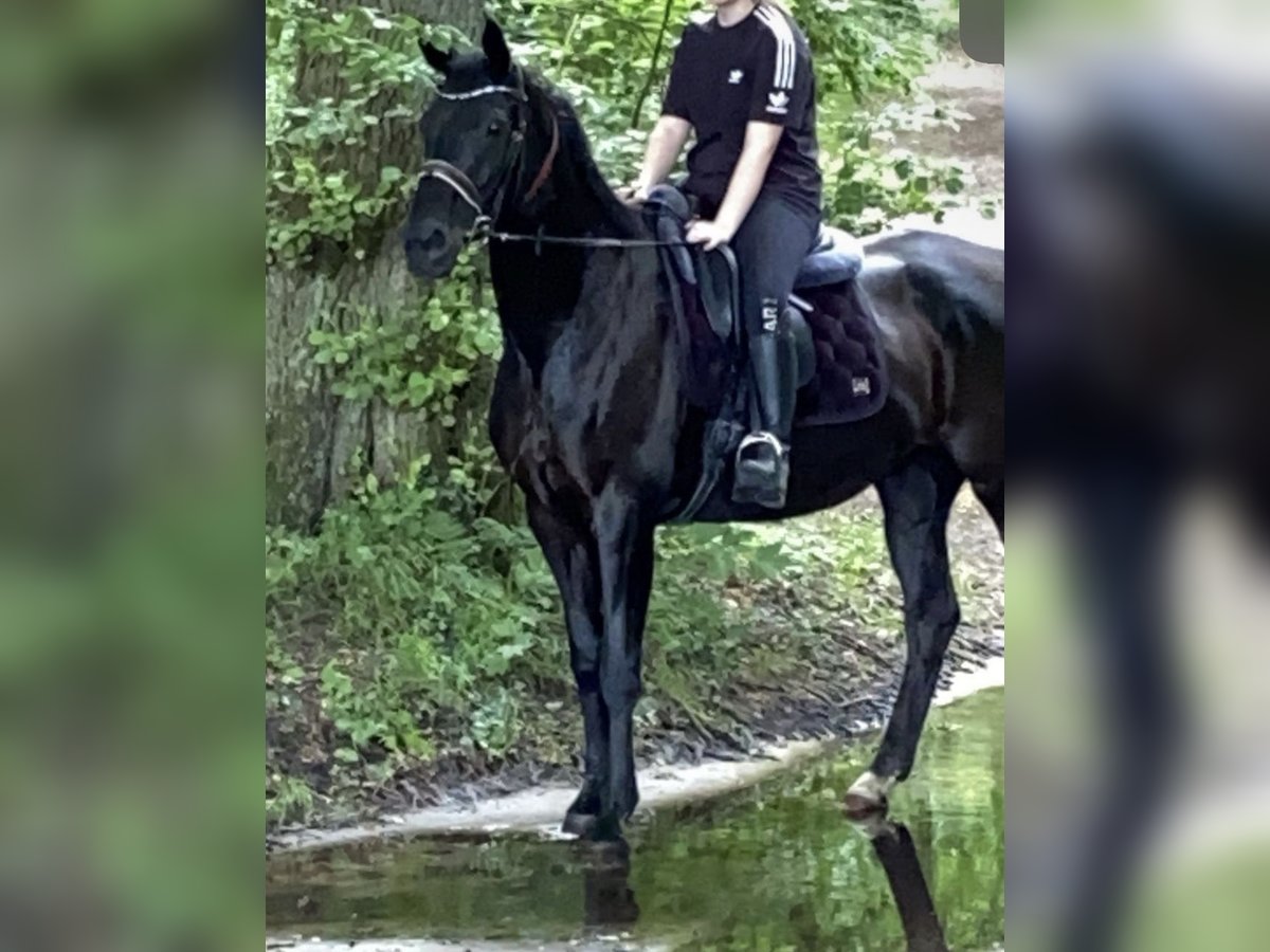 Koń hanowerski Klacz 16 lat 167 cm Kara in Paderborn