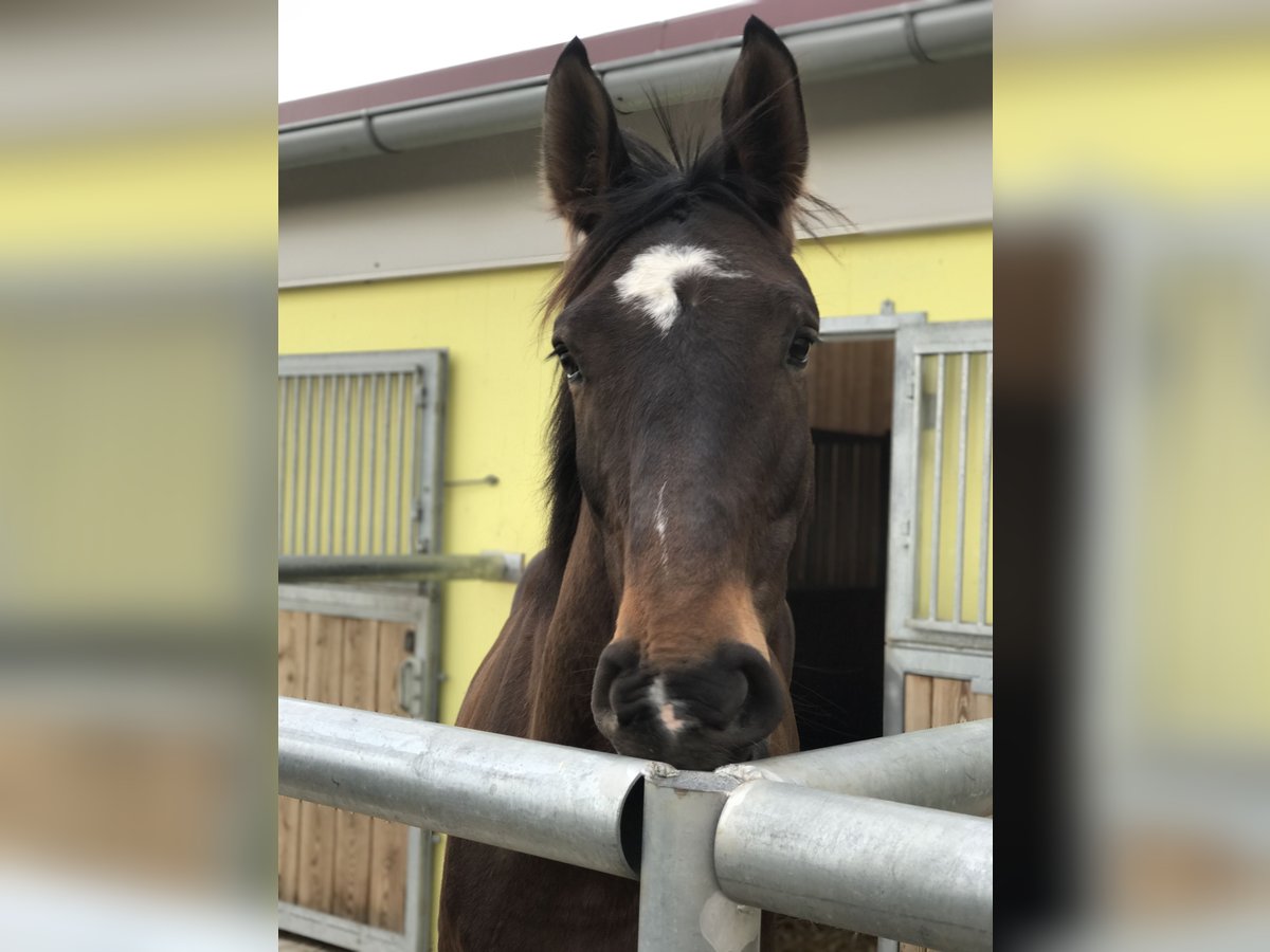 Koń hanowerski Klacz 16 lat 170 cm Ciemnogniada in Eggendorf