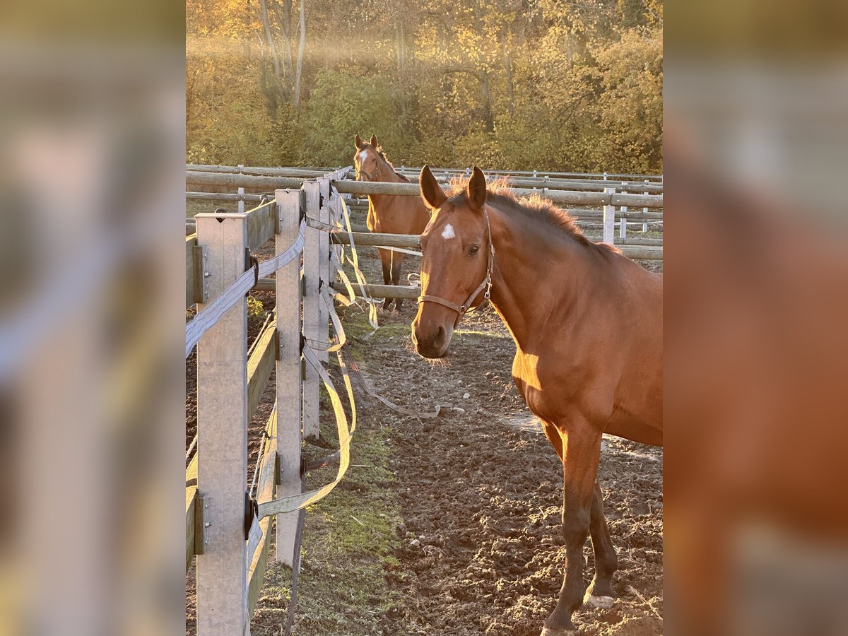 Koń hanowerski Klacz 17 lat 165 cm Gniada in Leipzig