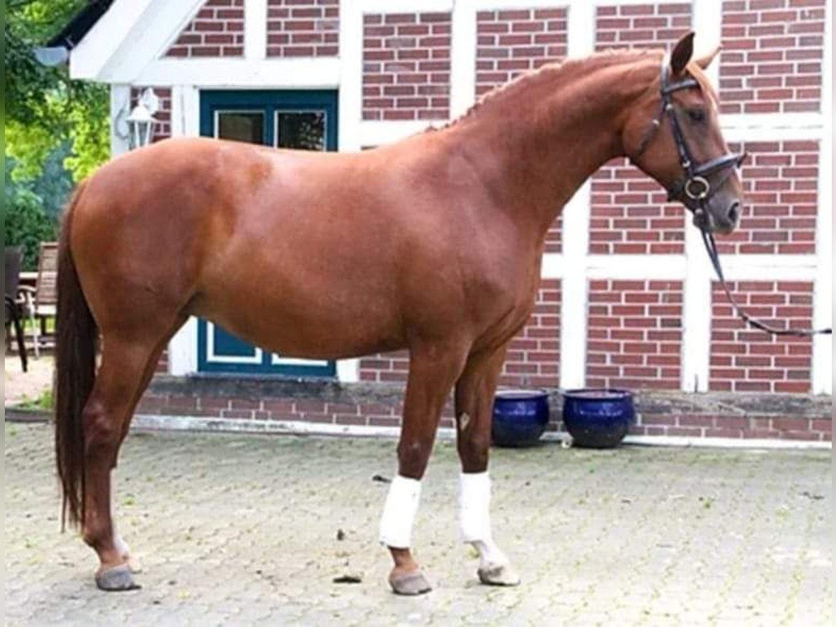 Koń hanowerski Klacz 18 lat Kasztanowata in Dornburg