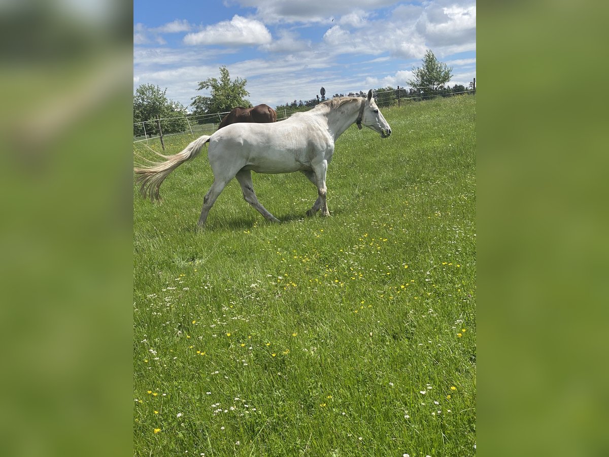 Koń hanowerski Klacz 19 lat 165 cm Siwa in Baiersbronn