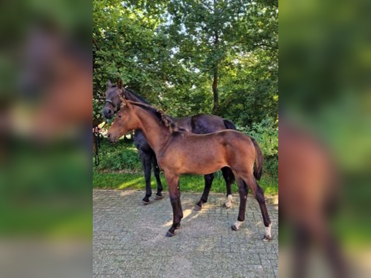 Koń hanowerski Klacz 1 Rok 172 cm Ciemnogniada in Ganderkesee