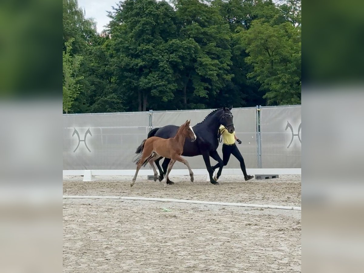 Koń hanowerski Klacz 1 Rok in St&#xF6;ckse
