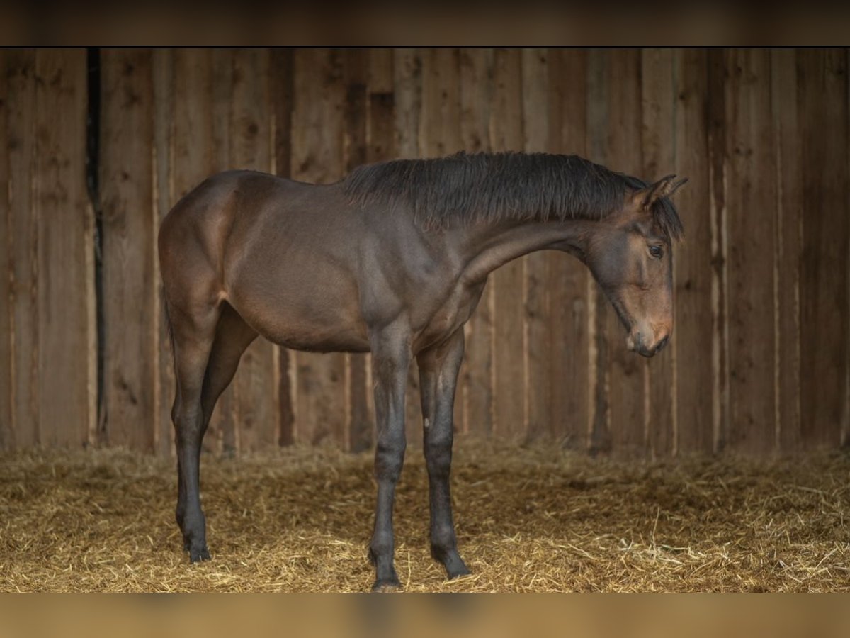 Koń hanowerski Klacz 2 lat 160 cm Ciemnogniada in Wessobrunn